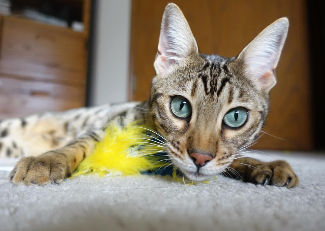 双重战场，雷霆逆转背后，一场看不见的奥运资格赛