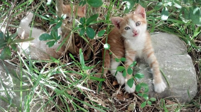 当鹰翼遮蔽雷霆，2026世界杯战术革命的号角