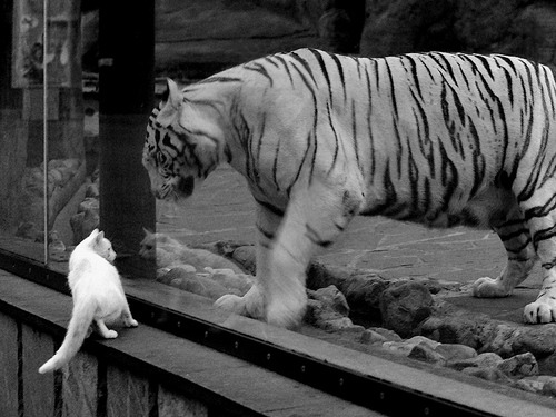 恩比德化身赛道主宰，国王力克篮网，MVP在F1式节奏中接管比赛