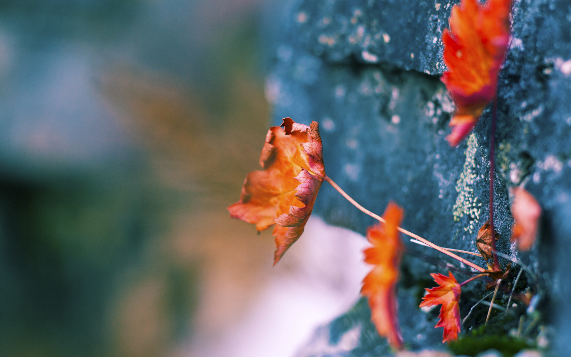 双面镜，德布劳内的全面统治与洪都拉斯的战术铁幕