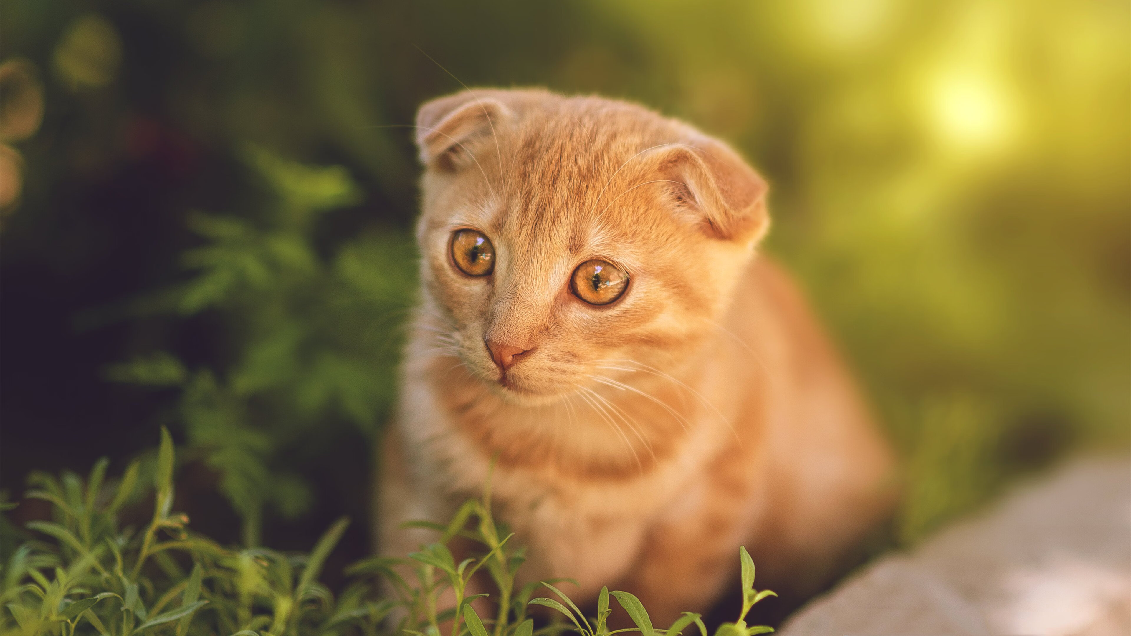 开云sport-从嘘声到英雄，欧冠淘汰赛之夜，莱奥如何用一记绝杀完成自我救赎