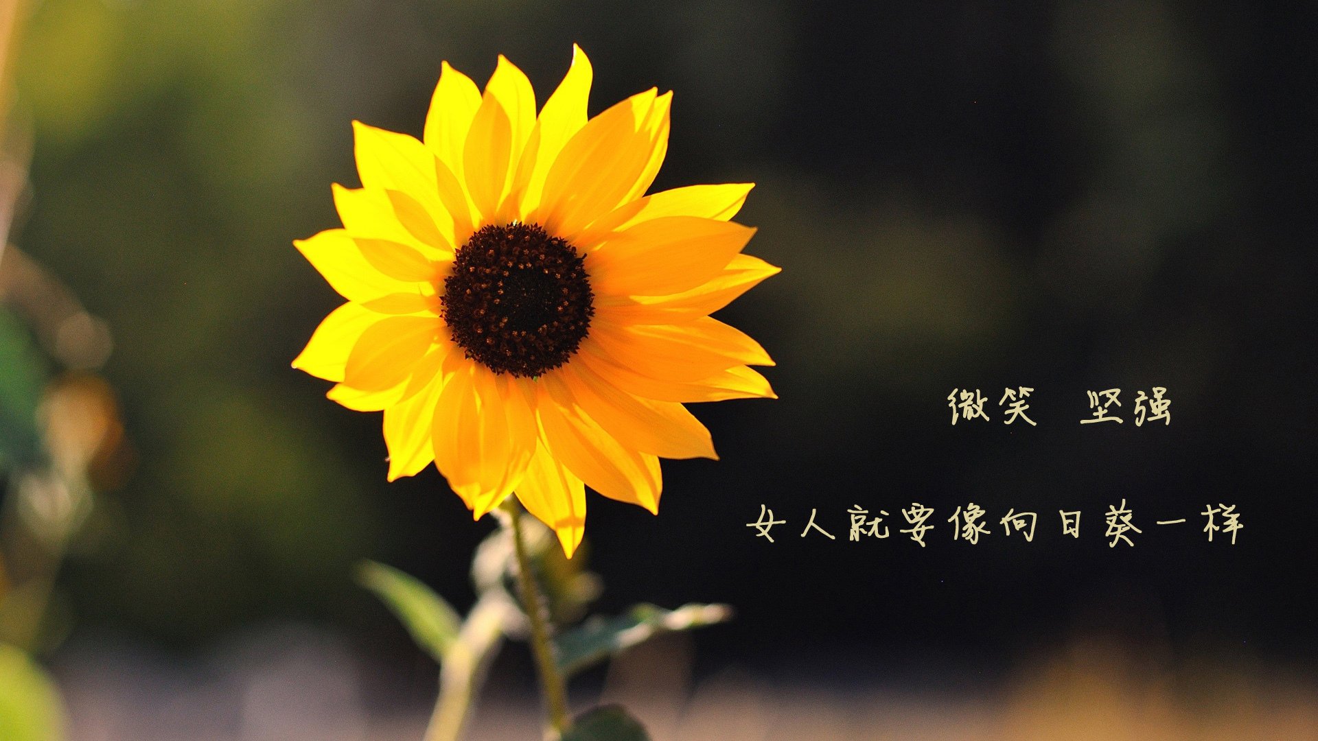 当篮筐如大海，浓眉擎天之夜，西决绝境见证巨星的孤独与光荣