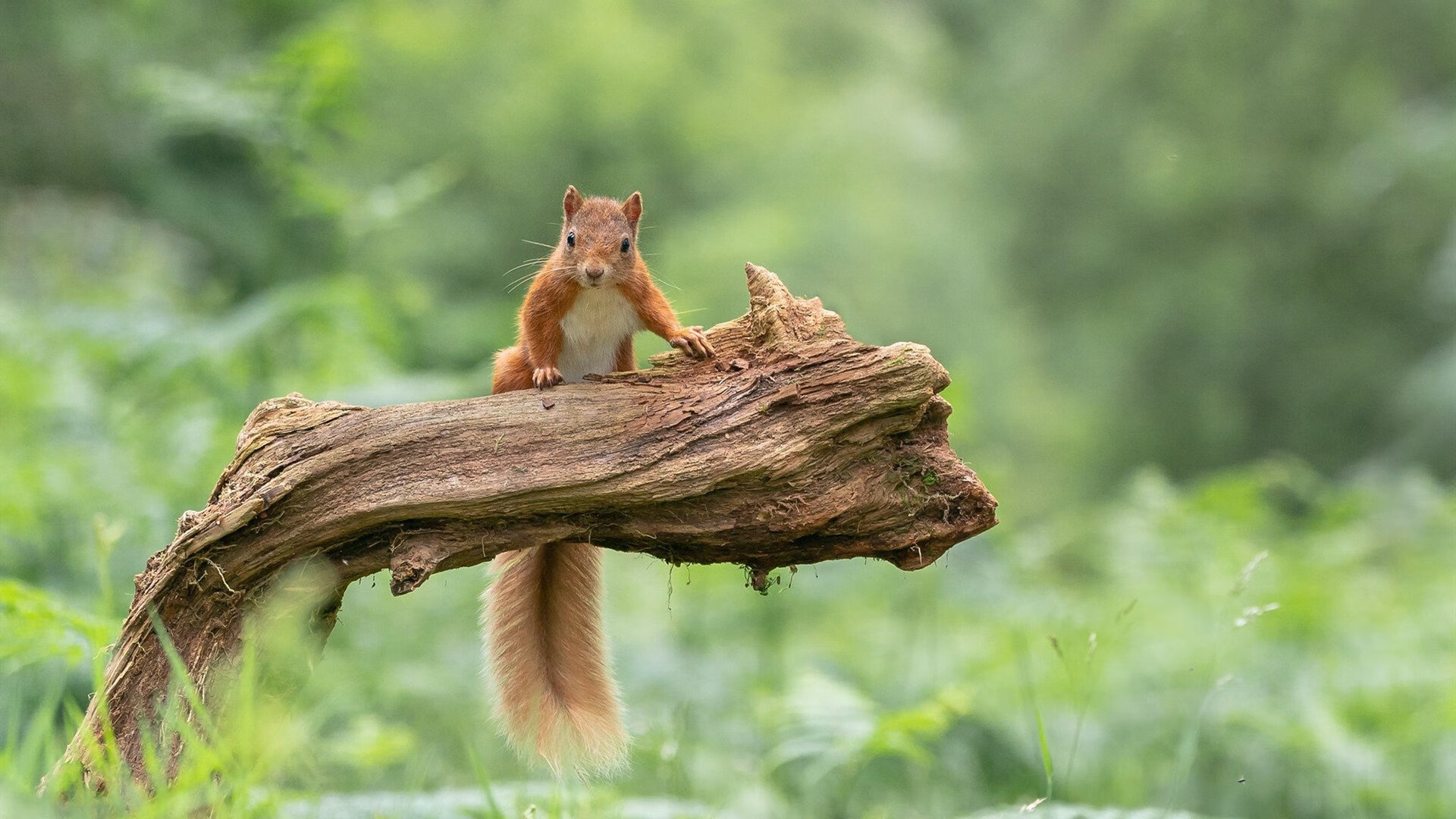 当梅西在红牛铁蹄下起舞，一场跨越现实的战术交响