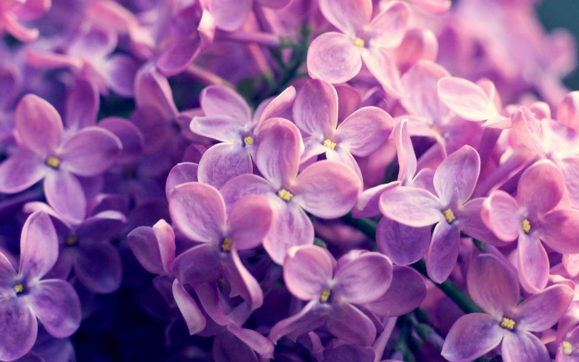 曙光焚尽铁血，新王当立，锡安的碾压之夜与篮球哲学的世代更迭