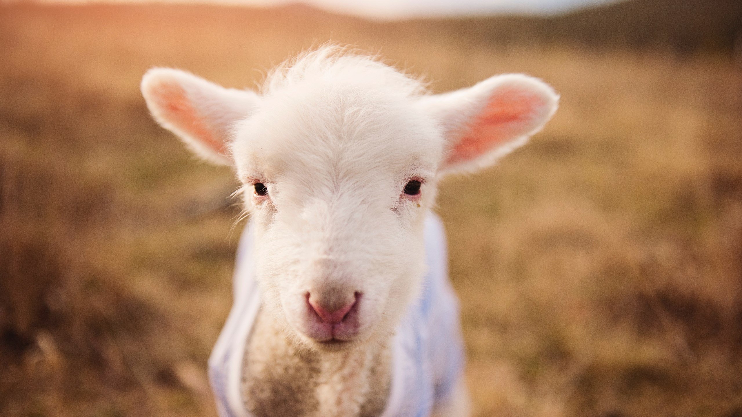 东契奇主宰比赛，热火与奇才的激战转折点