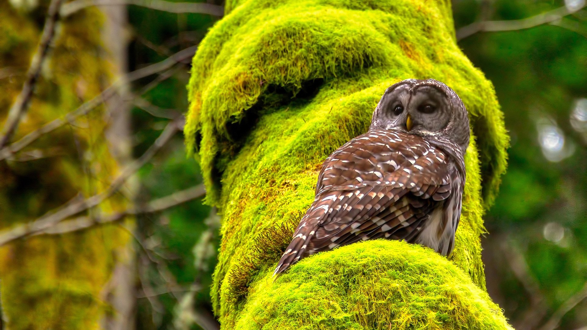 魔术淘汰鹈鹕的背后，无冕之王戈贝尔才是真正的关键先生？