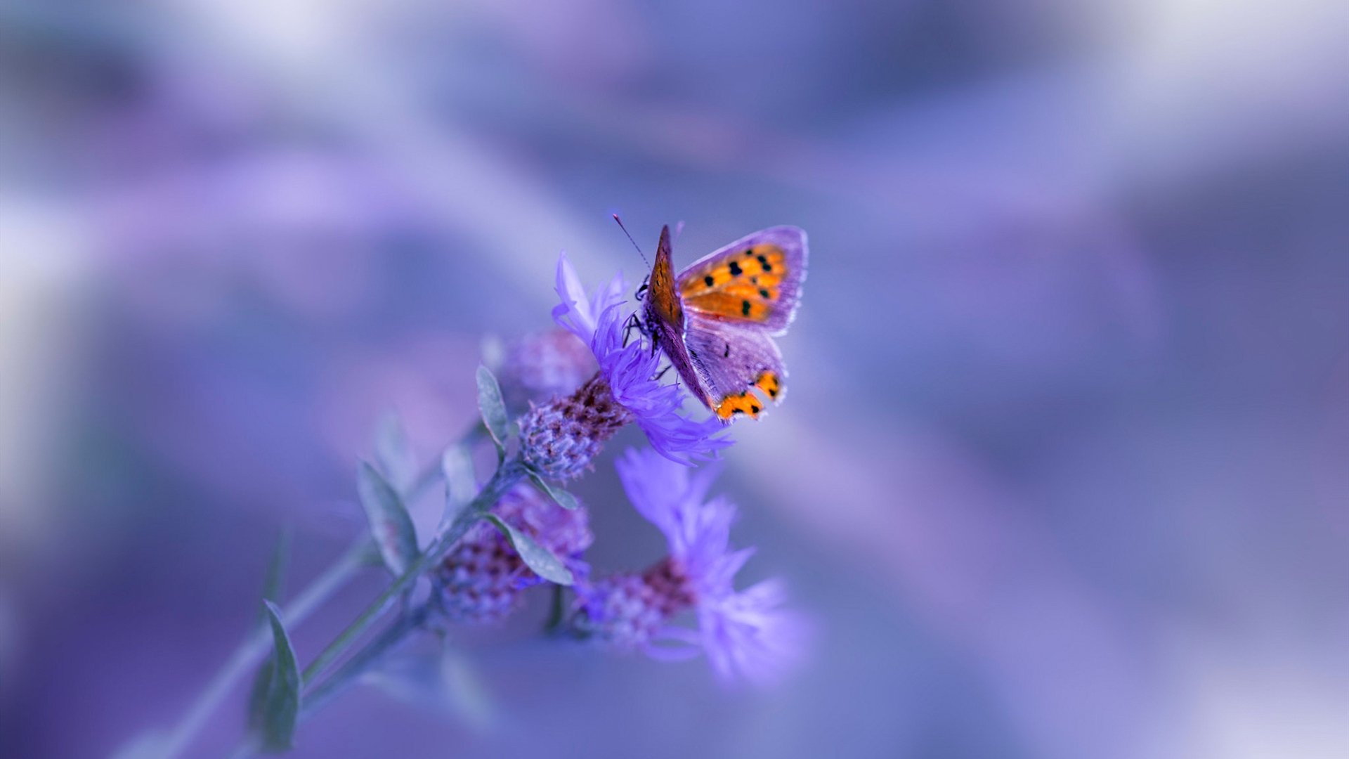 魔术淘汰鹈鹕的背后，无冕之王戈贝尔才是真正的关键先生？