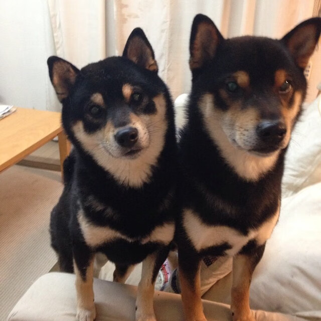 布伦森时间，当休斯顿的红色狂潮淹没洛杉矶星光