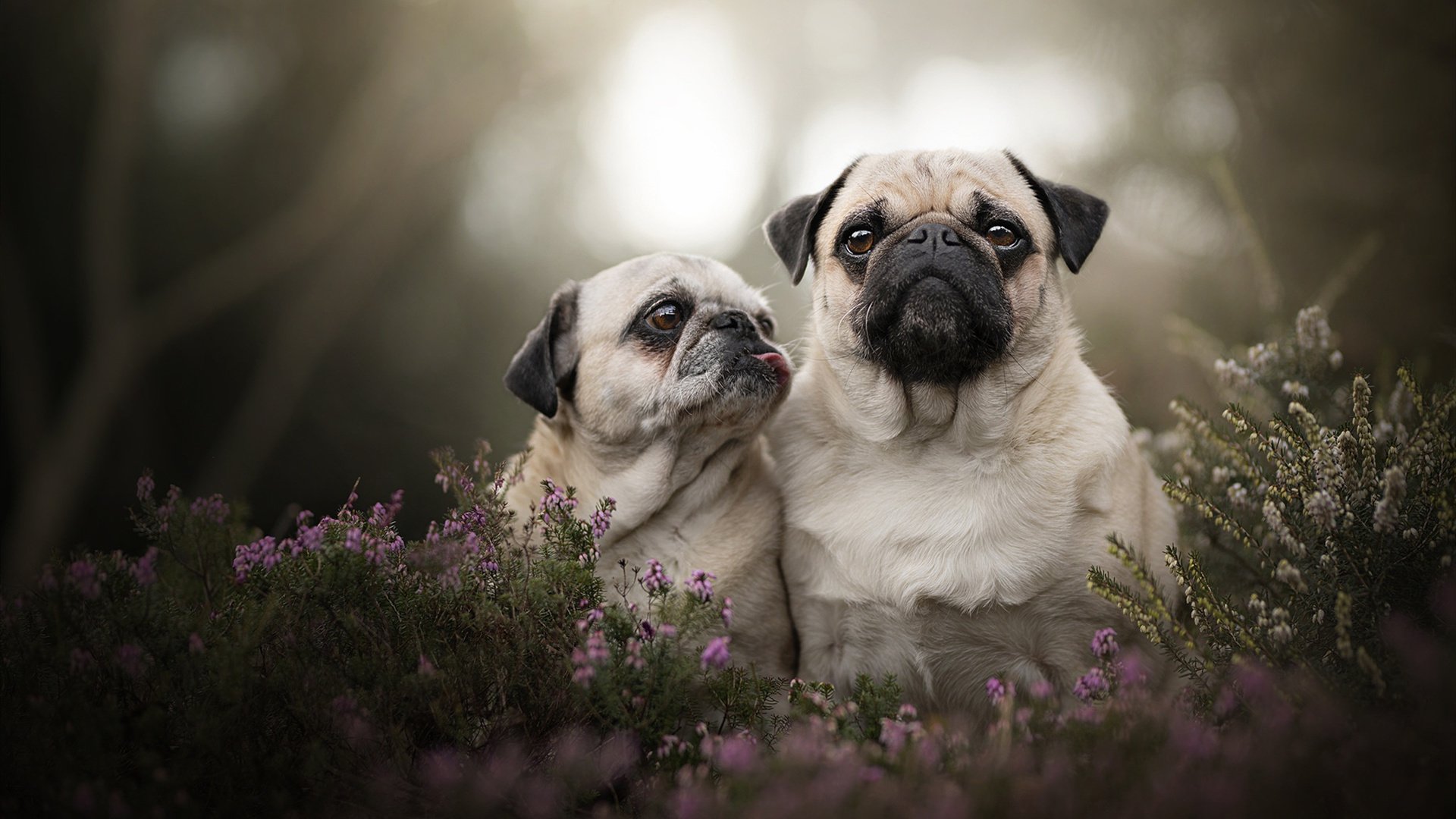 当安菲尔德升起洛杉矶的月，英超争冠之夜，那个叫浓眉的后卫如何封神